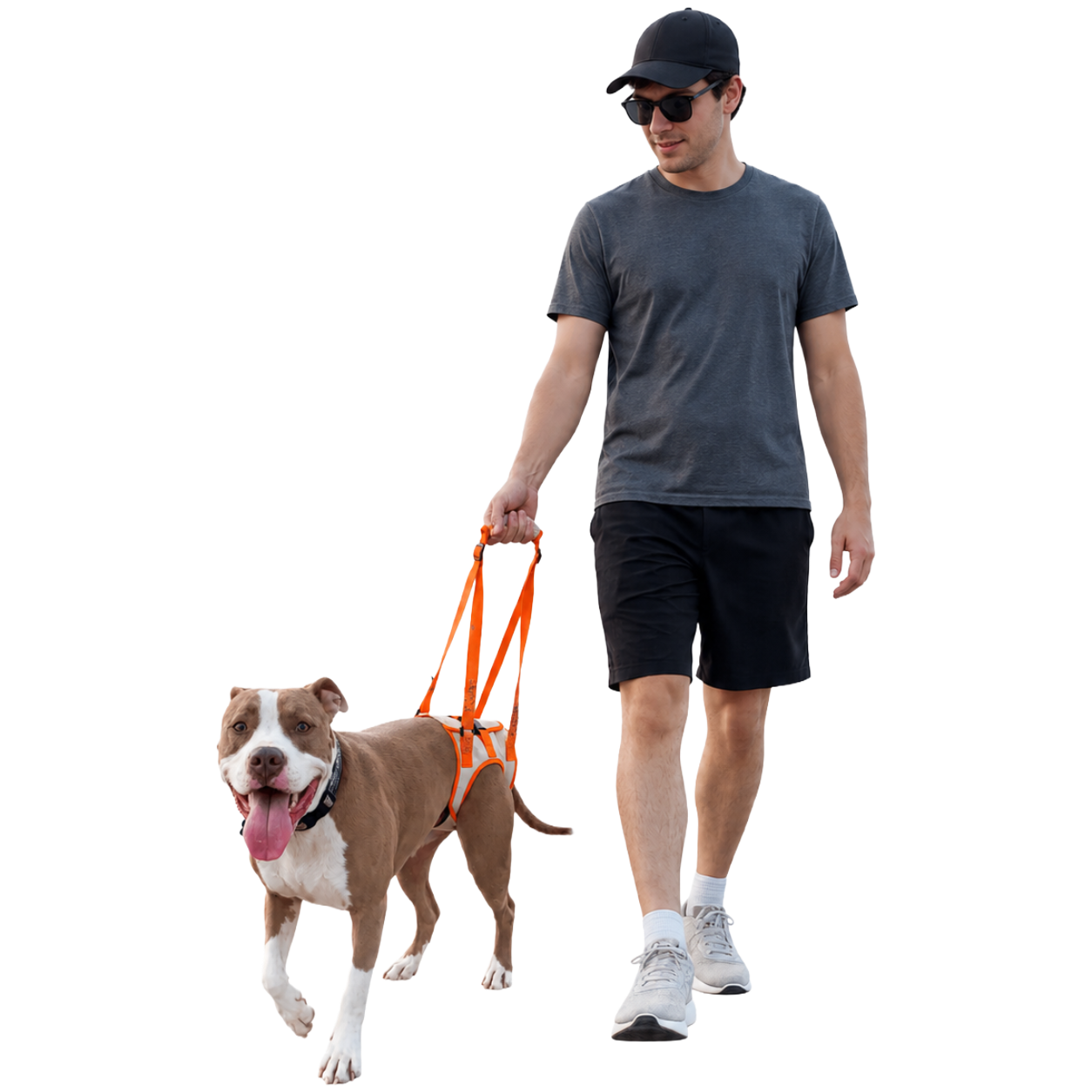 HELP YOUR SENIOR DOG