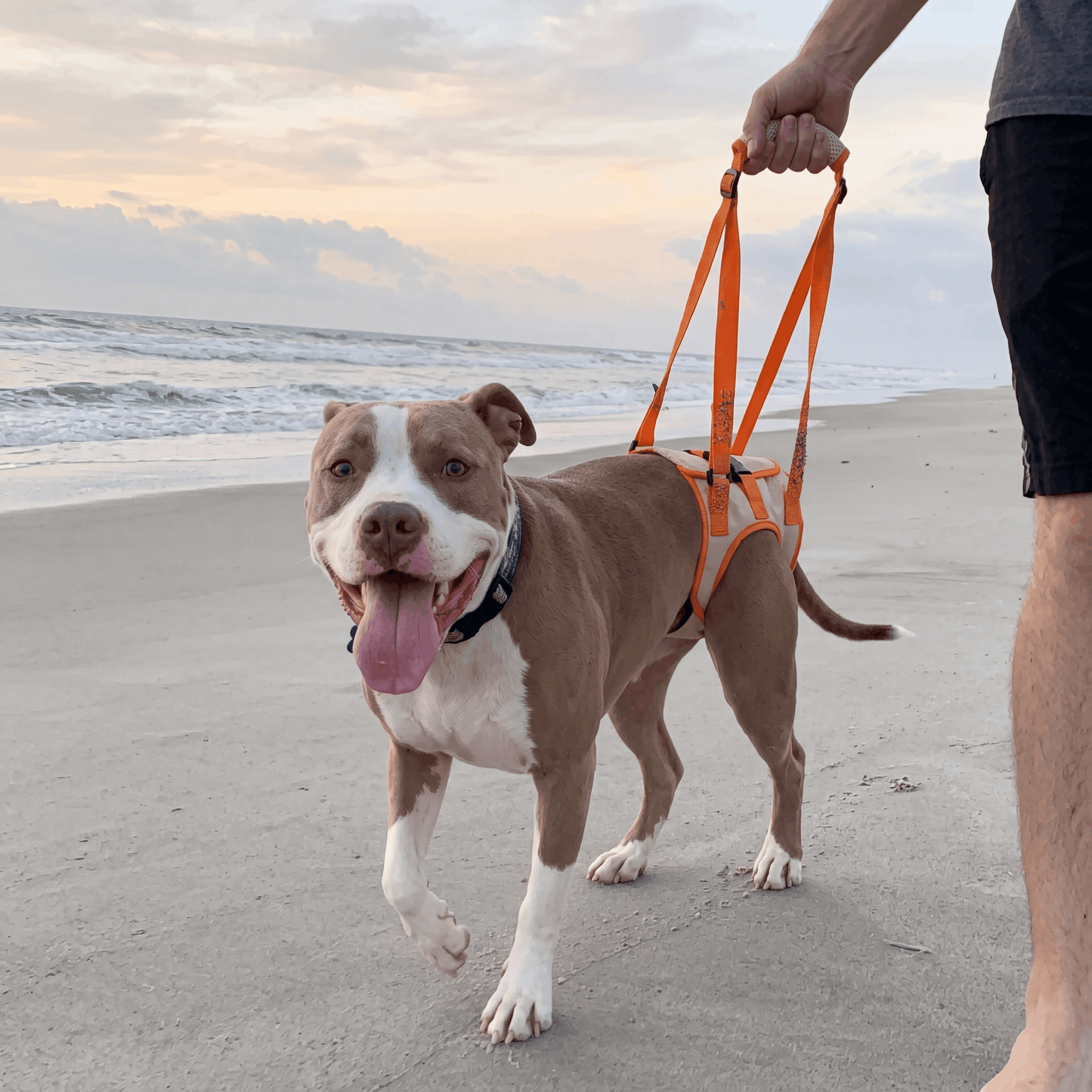 Dog Rear Leg Lift Support Harness